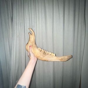 Bison jaw bone